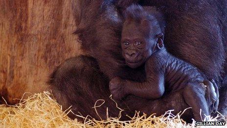 Baby western lowland gorilla