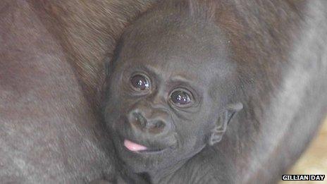 The infant gorilla was born in January