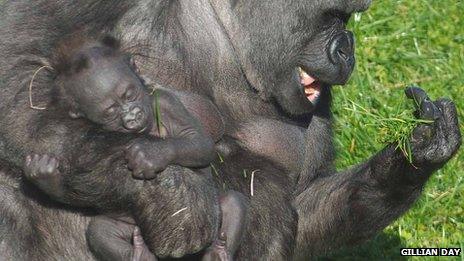 Ozala and her baby gorilla