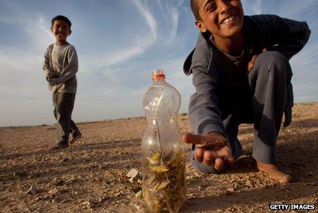 Bedouin children with a collection of locusts in a plastic bottle in a village in Israel, just over the border with Egypt