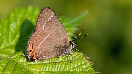 White-letter Hairstreak butterfly