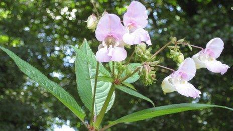 Himalayan balsam