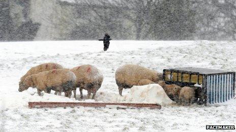 Sheep and lambs feed at trough