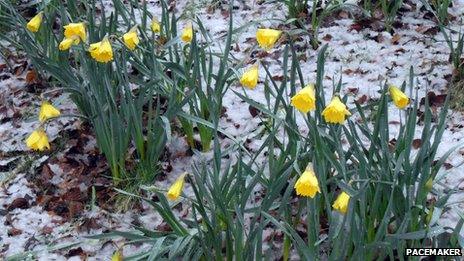 Daffodils in the snow