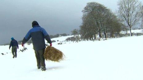 Farmers trying to reach livestock with hay