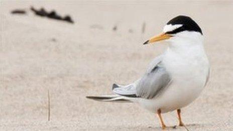 Little tern