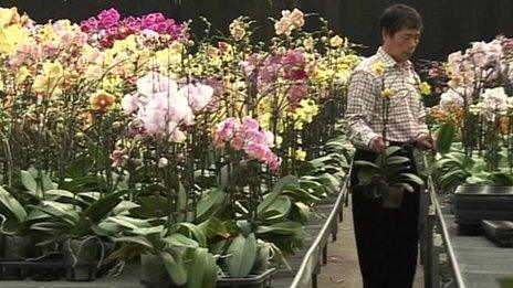 Orchid greenhouse, Taiwan