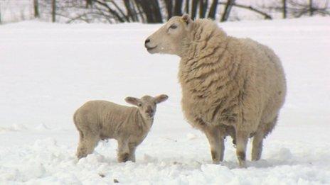 Ewe and lamb on James Evans' farm