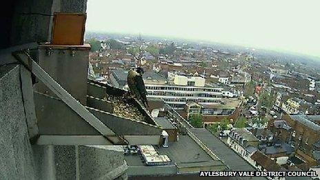 One of a pair of peregrine falcons, County Hall, Aylesbury