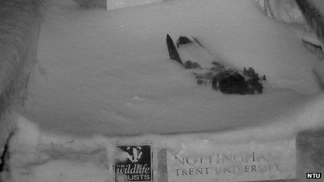 Peregrine falcon covered in the snow