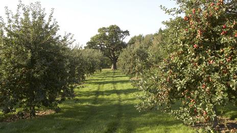 Herefordshire orchard