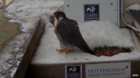 Female peregrine falcon with her three eggs