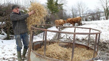 Feeding cattle