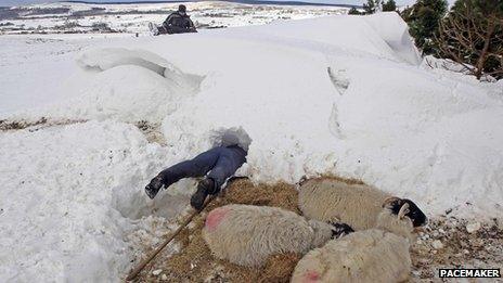 Man looks for sheep