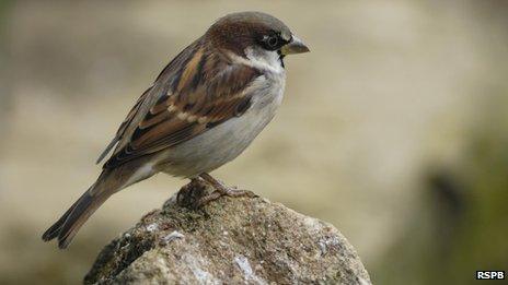 House sparrow