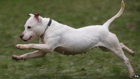 Staffordshire bull terrier