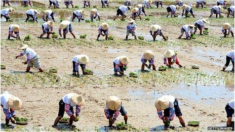 Taiwan, rice field