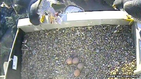 Four eggs with adult peregrines on Norwich Cathedral