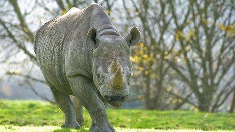 Black rhino