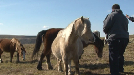 Horses being fed