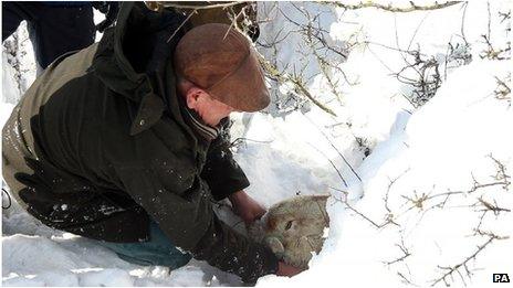 Farmer Gareth Wyn Jones rescuing a pregnant ewe in the recent snow in Conwy