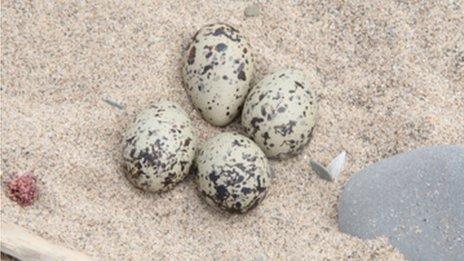 Oyster catcher eggs