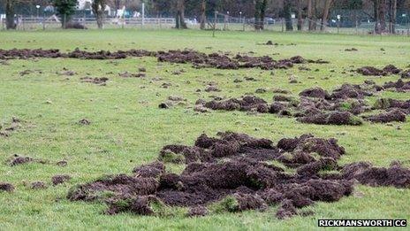 Badger damage to Rickmansworth CC in Hertfordshire