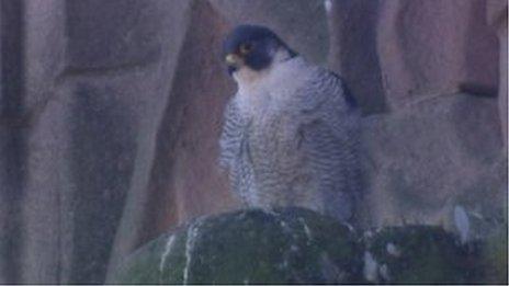 One of the peregrines at Derby Cathedral.