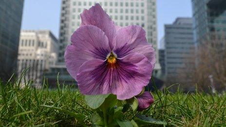 Pansy in Canary Wharf