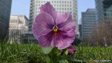 Pansy in Canary Wharf