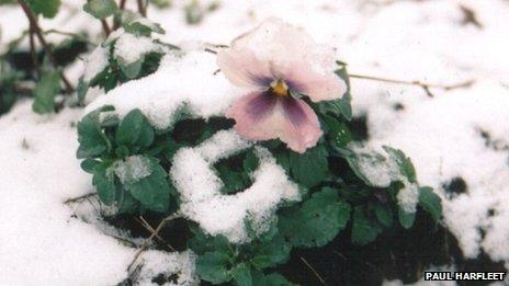 Pansy planted in Manchester, called 'I think it's time we went gay bashing again'