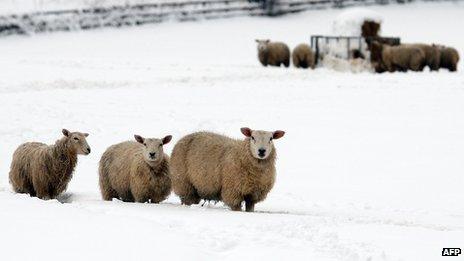 Sheep in snow in Flintshire