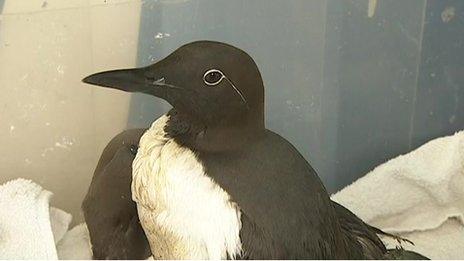 Rescued guillemot