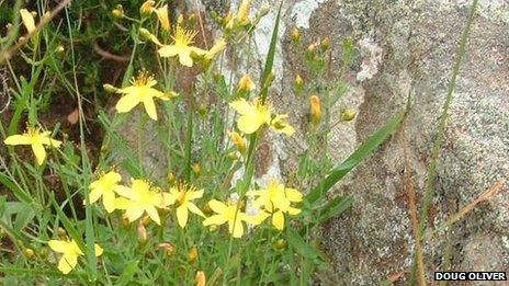 Flax leaved St John's Wort
