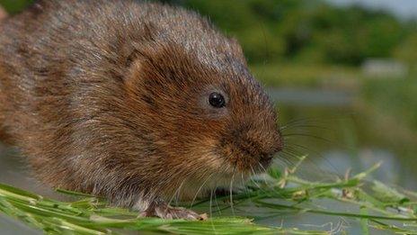 Water vole generic