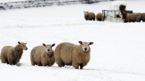 Sheep in snow in Flintshire