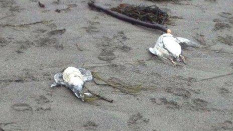 Dead birds on beach between Downderry and Seaton