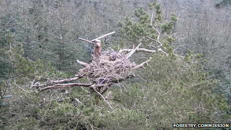 The ospreys are being monitored in a secret location