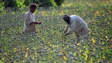 Opium farmers in a field of the plants in Afghanistan