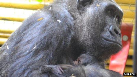 The baby was 18-year-old gorilla Bahasha's first birth