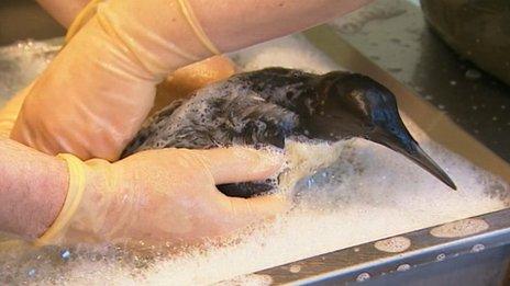 Guillemot being cleaned