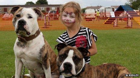 A young girl with two Staffordshire bull terriers