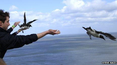 Man releasing seabird into wild