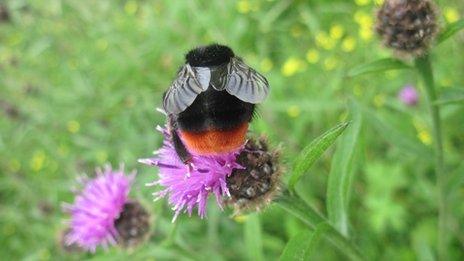 Red-tailed bumblebee