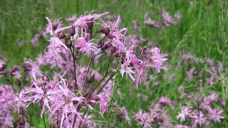 Ragged Robin is one of the different types of wildflower planted on the verge