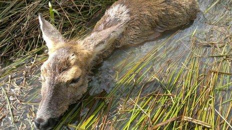 Injured deer in pond