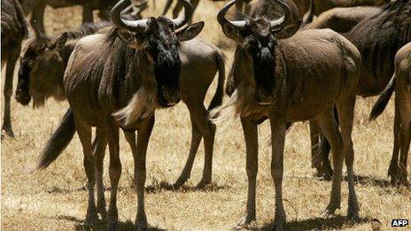 Wildebeests in Tanzania's Ngorongoro National Park near Loliondo