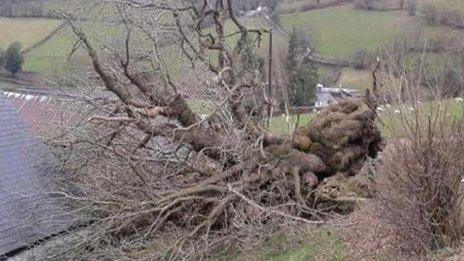 The fallen Pontfadog Oak