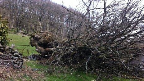 The fallen Pontfadog Oak