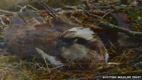 Scottish Wildlife Trust webcam image of Lady